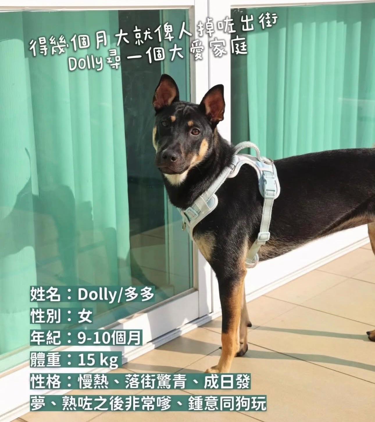 Dolly /多多