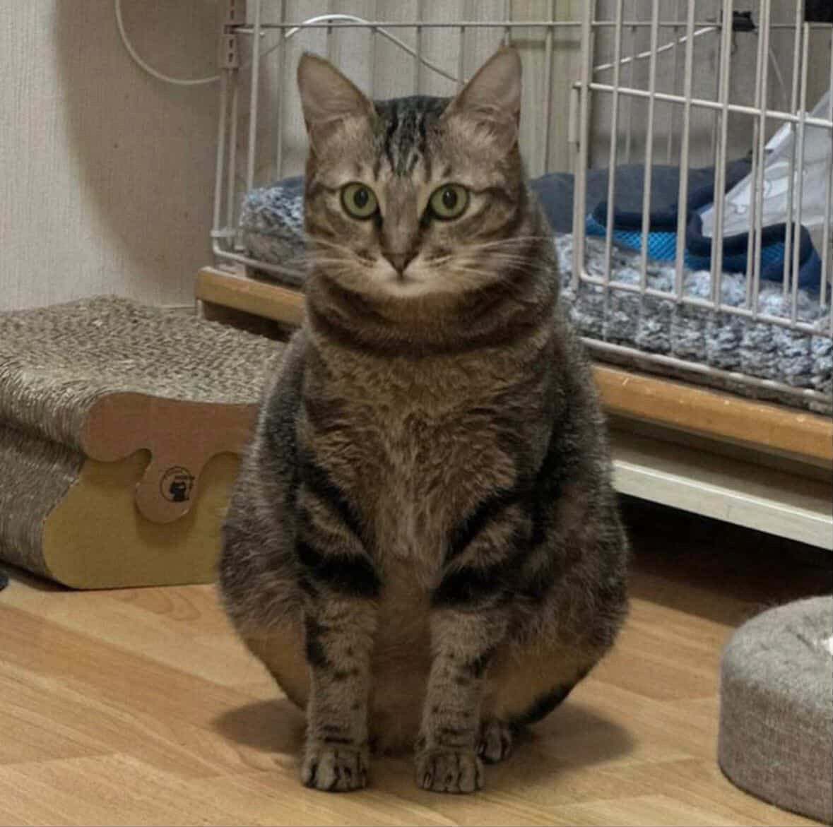 汀汀
