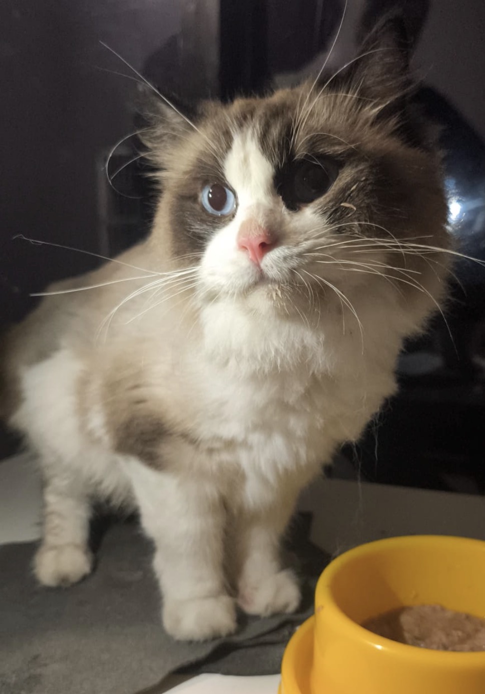 Tyler